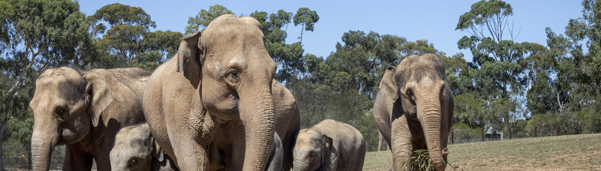 Family of six Elephants exploring the New Trail of the Elephants.