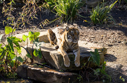 Sumatran Tiger perched on a small boulder, looking right into the distance.