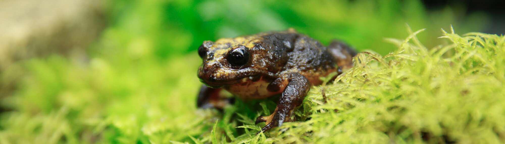 Baw Baw Frog sitting on green moss bed.