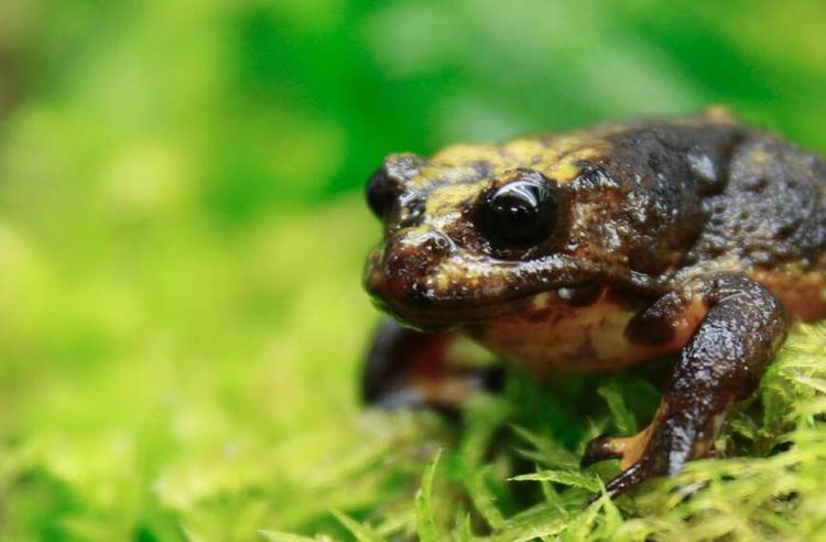 Baw Baw Frog sitting on green moss bed.
