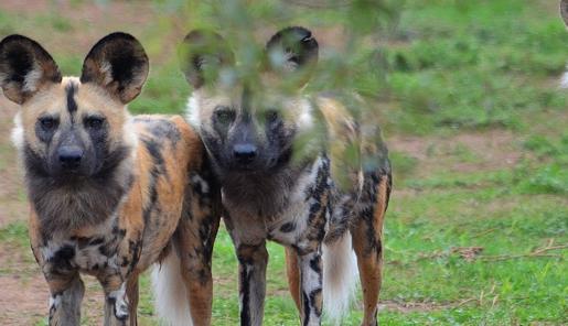 Five African Wild Dogs stand in a line looking at the camera.