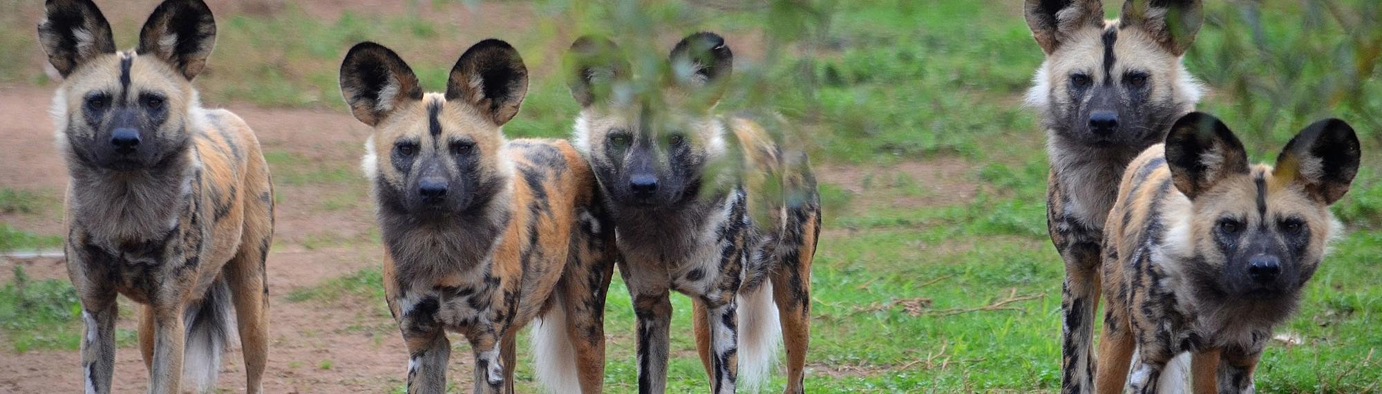 Five African Wild Dogs stand in a line looking at the camera.