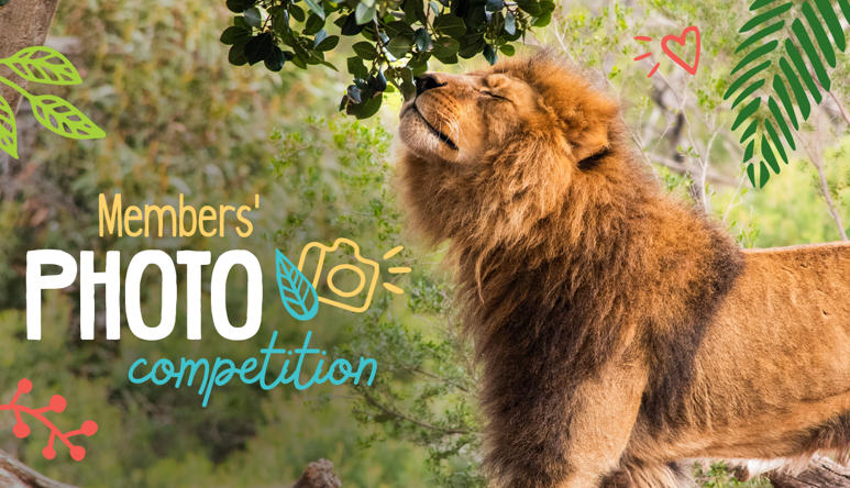 "Members' Photo Competition" - Lion nuzzling leaves on a tree, facing left.