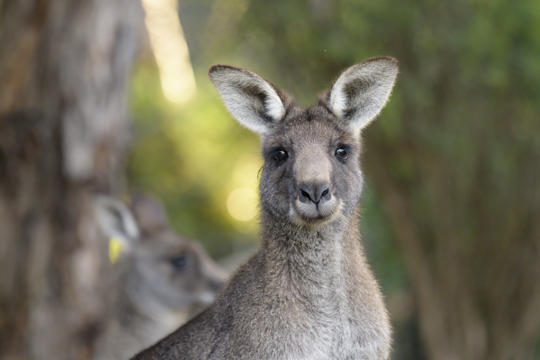 Close-up of Eastern Grey Kangaroo, looking right to the camera.