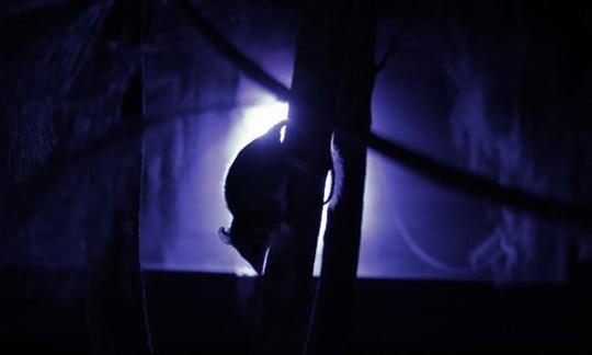 A possum's silhouette, climbing down a tree, against a spotlight.