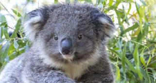 Fluffy grey male Koala Joey climbing across a tree branch