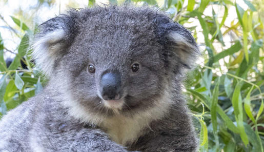 Fluffy grey male Koala Joey climbing across a tree branch