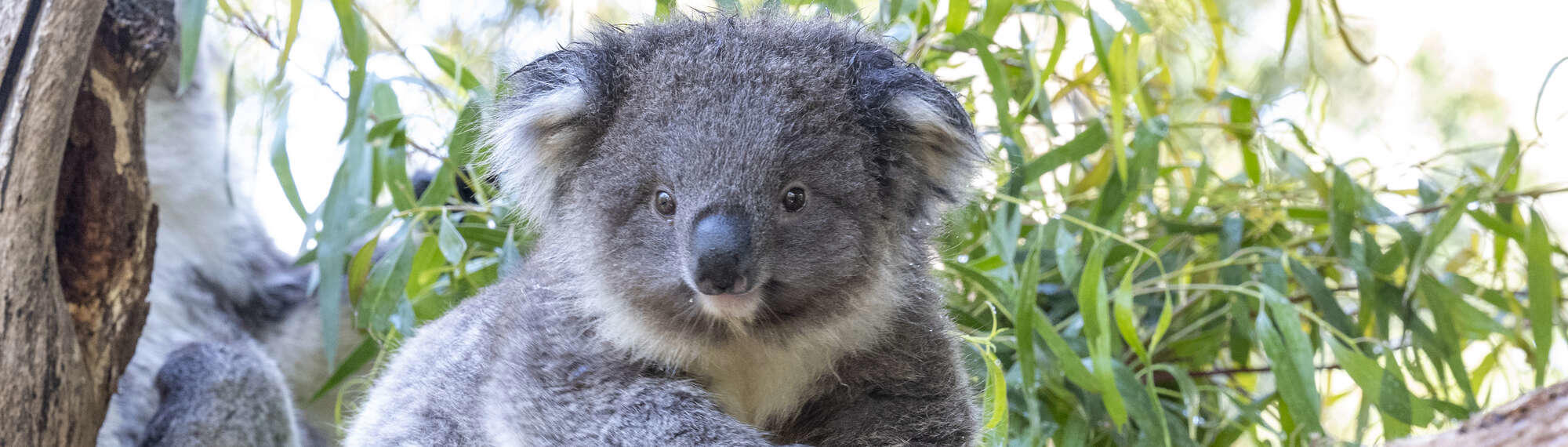 Fluffy grey male Koala joey climbing across a tree branch.