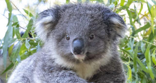 Fluffy grey male Koala joey climbing across a tree branch.