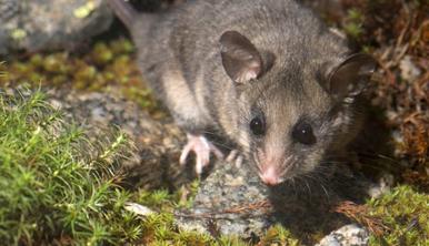 A Mountain Pygmy-Possum on a mossy rock surface.