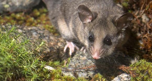 A Mountain Pygmy-Possum on a mossy rock surface.