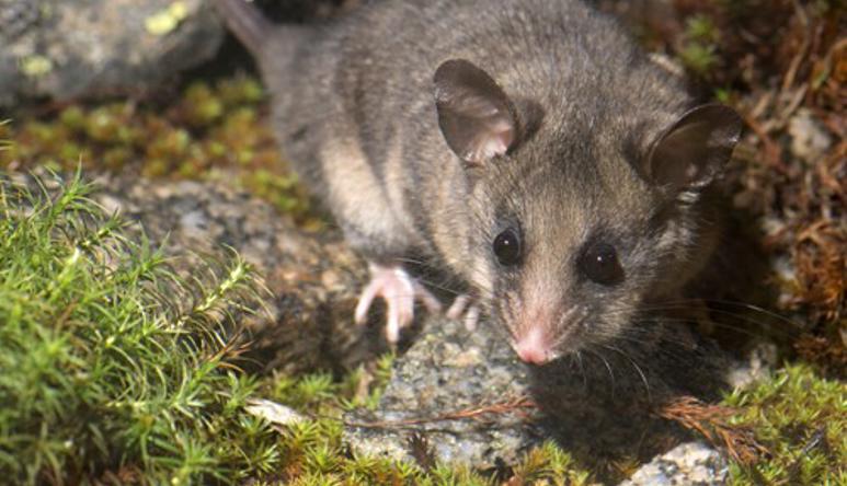 A Mountain Pygmy-Possum on a mossy rock surface.