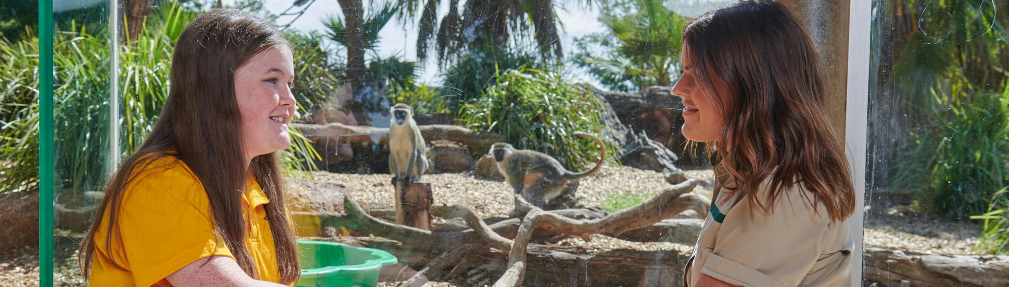 A Zoo member of staff sits with a school student in front of the Ververt Monkey exhibit, with two Monkeys visible behind the glass.