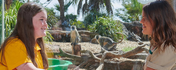 A Zoo member of staff sits with a school student in front of the Ververt Monkey exhibit, with two Monkeys visible behind the glass.