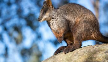 Brush-tailed Rock Wallaby standing on a rock at Healesville Sanctuary.