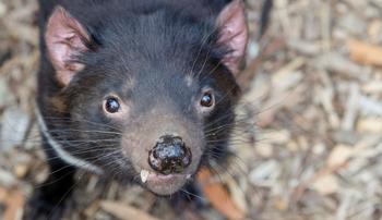 Close-up of a Tasmanian Devil, looking at the camera.
