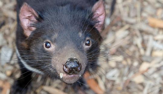 Close-up of a Tasmanian Devil, looking at the camera.