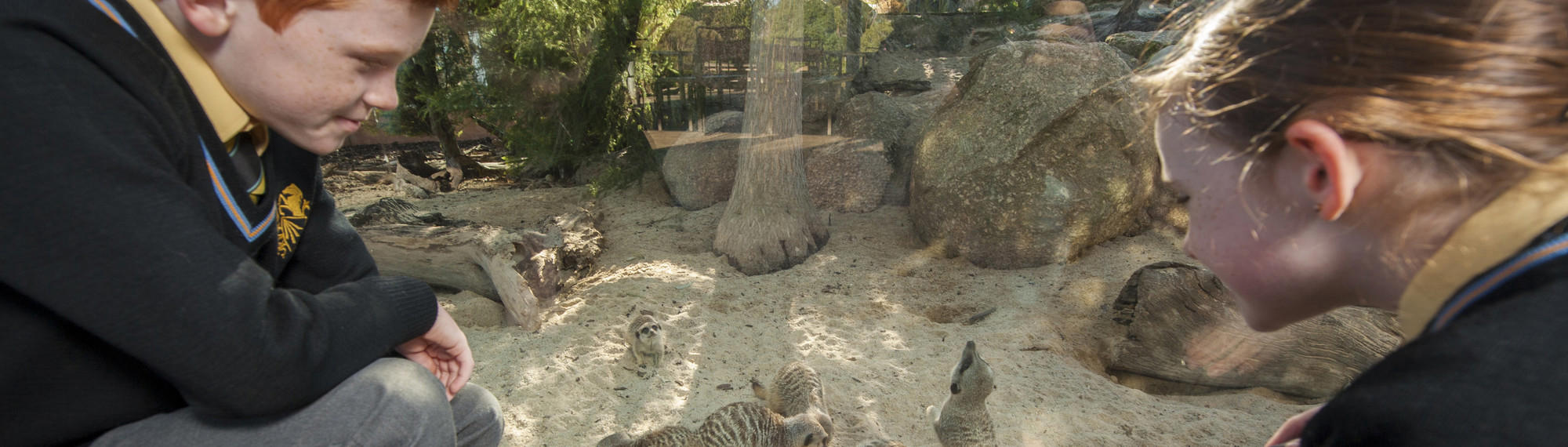 Two students in uniform at Meerkat Bistro exhibit watching three Meerkats feeding.