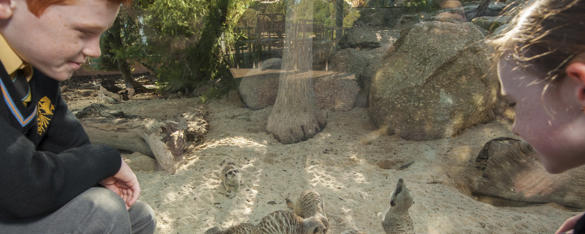 Two students in uniform at Meerkat Bistro exhibit watching three Meerkats feeding.
