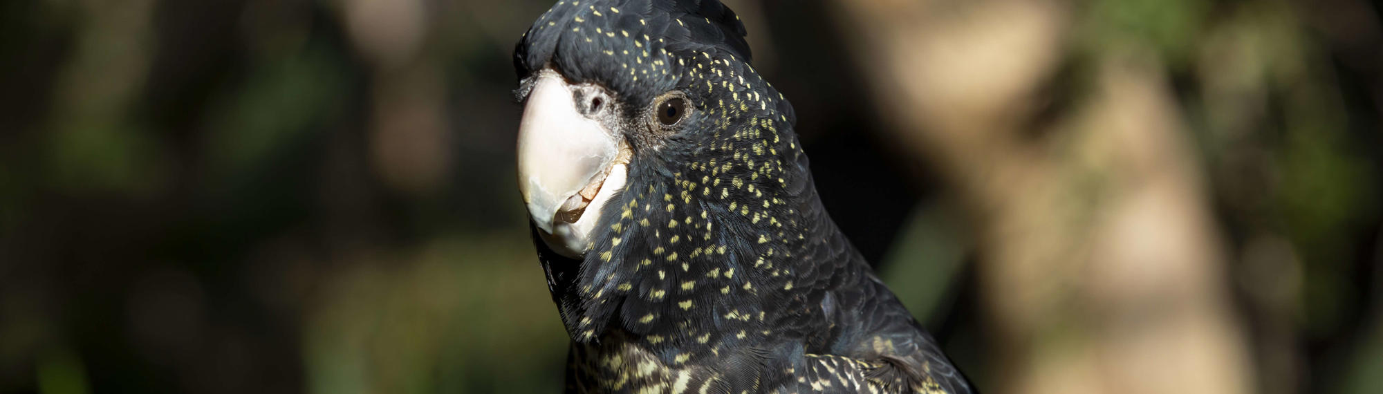 Close-up of a Red-tailed Black Cockatoo, eating fruit while looking slightly left of frame.