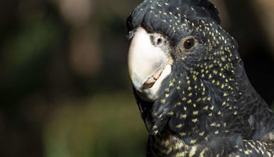 Close-up of a Red-tailed Black Cockatoo, eating fruit while looking slightly left of frame.