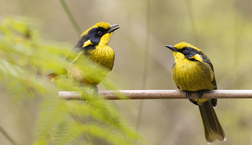 Two Helmeted Honeyeaters perched on a thin branch, with the bird on the left sitting up slightly higher with beak open, both facing each other.