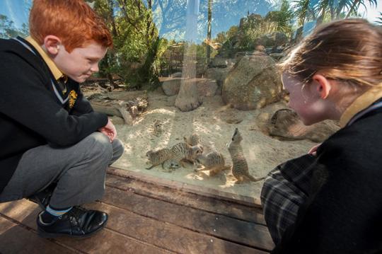 Two students crouch down behind the glass of the meerkat exhibit 