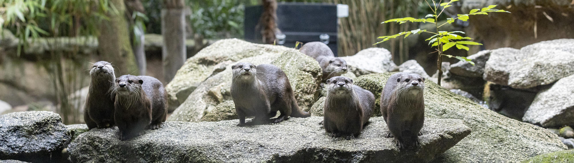 A group of six Asian Small-clawed Otters are standing on a grey rock. 