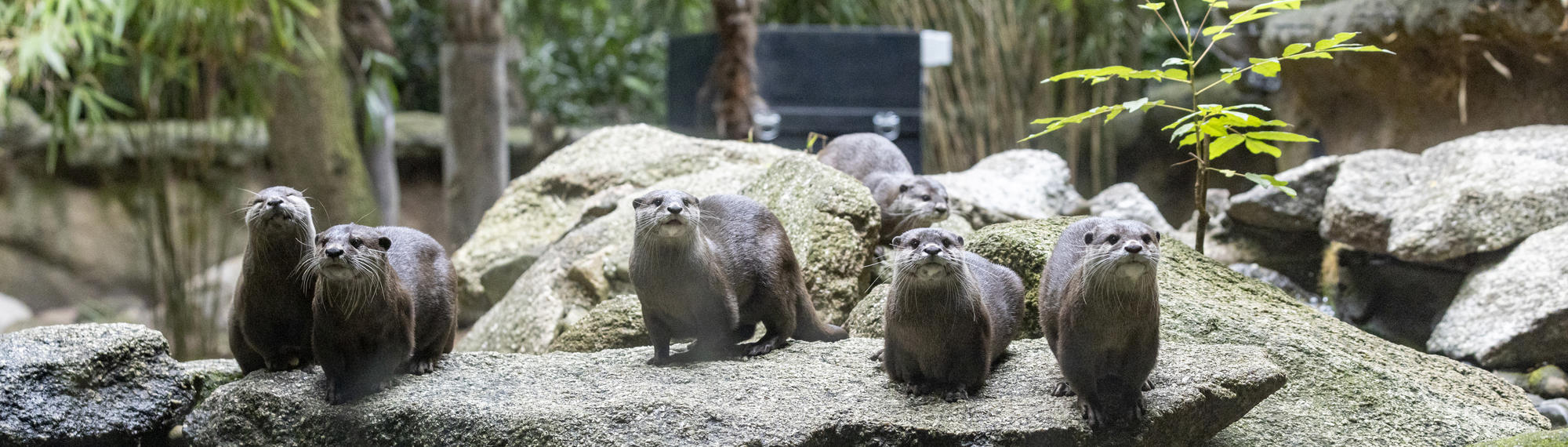 A group of six Asian Small-clawed Otters are standing on a grey rock, all facing the camera.