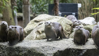 A group of six Asian Small-clawed Otters are standing on a grey rock, all facing the camera.