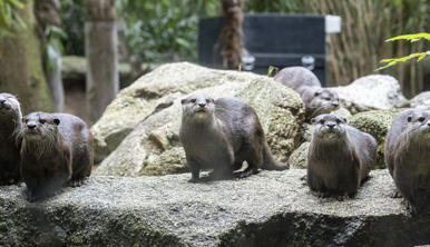 A group of six Asian Small-clawed Otters are standing on a grey rock.