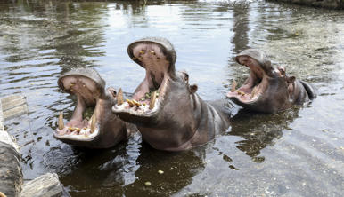 Three hippos in the water. Their heads are out of the water and looking up with their mouths wide open.