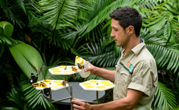 A keeper feeding butterflies
