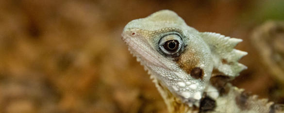 Close-up of a Boyd's Forest Dragon, with light green and brown scales, spikes along their spine and a brown reptilian eye.