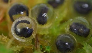 Close-up photo of frog tadpoles in eggs on a wet, green surface