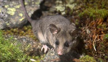 A Mountain Pygmy-possum standing on a rocky ground with patches of moss