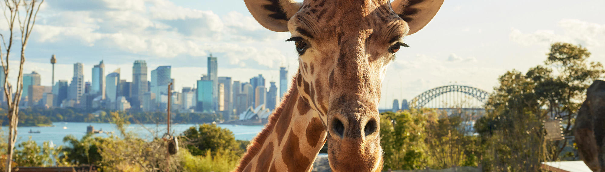 Giraffe from Taronga Zoo looks right to the camera, against a view of Sydney (Kirribilli) Harbour.