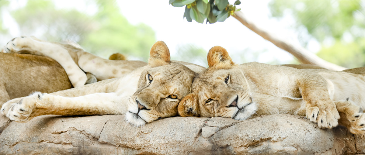 Two lions lying on a rock with their heads together