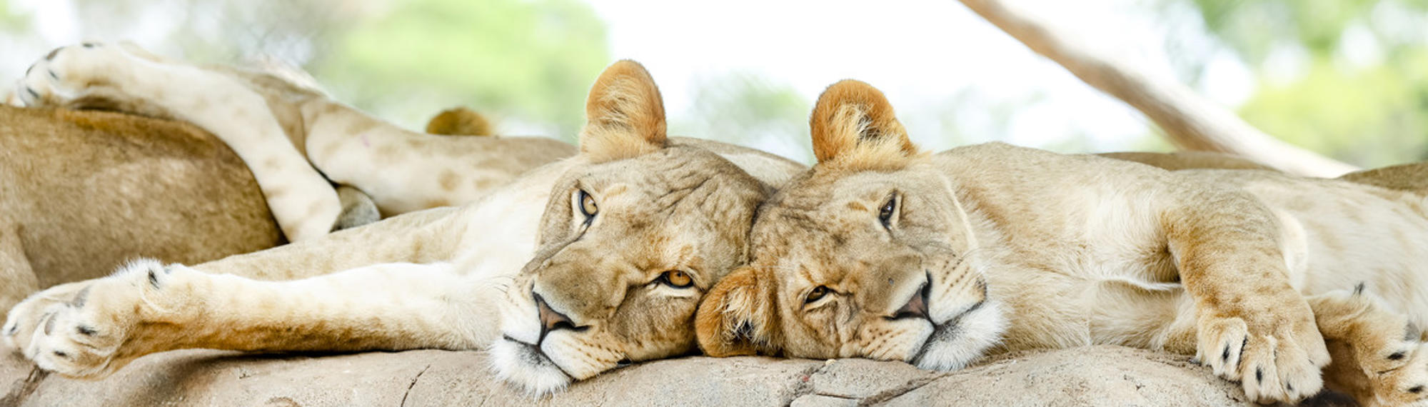 Two lions lying on a rock with their heads together