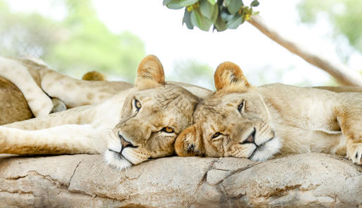 Two lions lying on a rock with their heads together