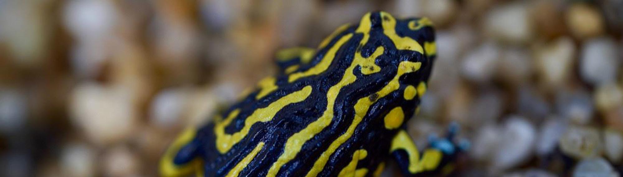Northern Corroboree Frog with vivid yellow and black stripes sitting on wet pebbles.