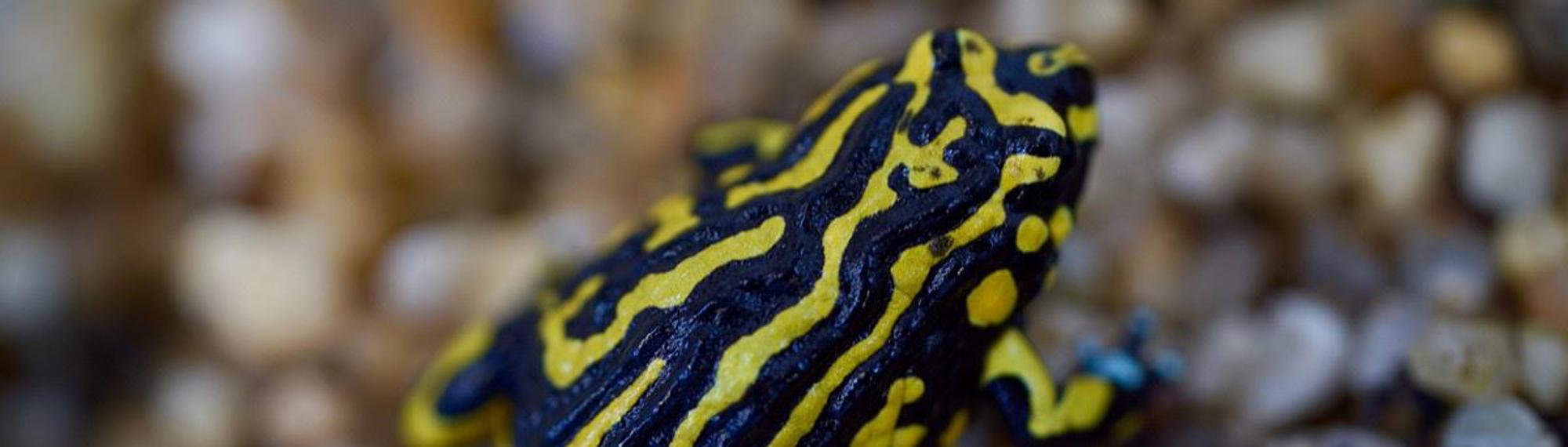 Northern Corroboree Frog with vivid yellow and black stripes, sitting on wet pebbles and facing up.