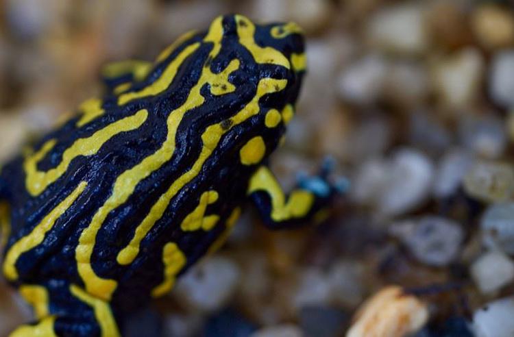 Northern Corroboree Frog with vivid yellow and black stripes, sitting on wet pebbles and facing up.