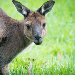 One Kangaroo Island Kangaroo, facing right to camera.