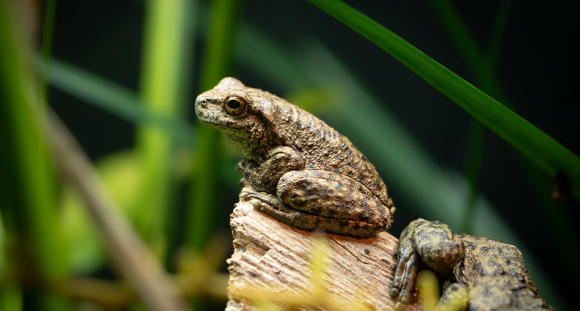 Two Spotted Tree frogs on a branch, one facing left and another towards the camera.