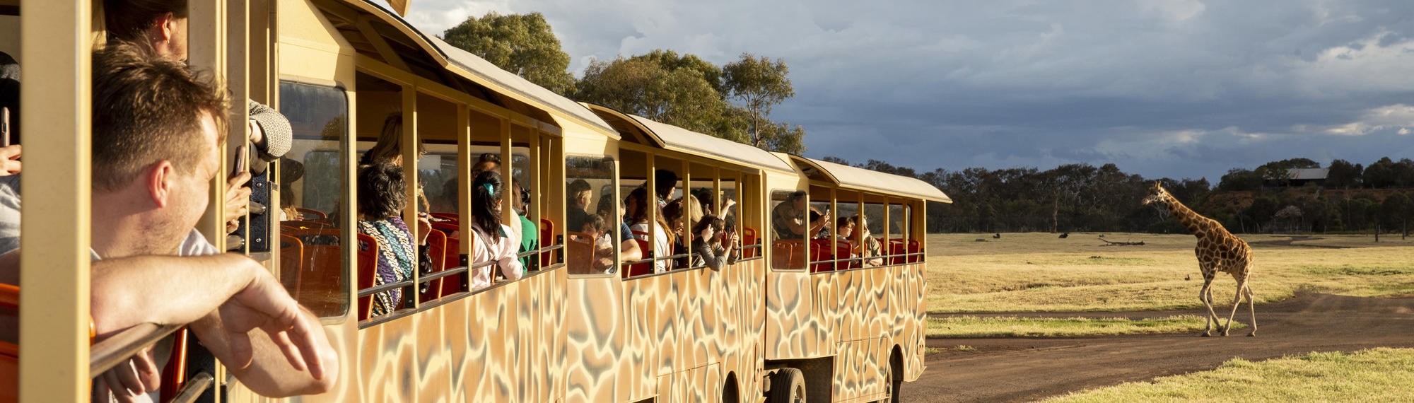 Visitors on a safari bus looking at a giraffe on the Savannah at Werribee Open Range Zoo.