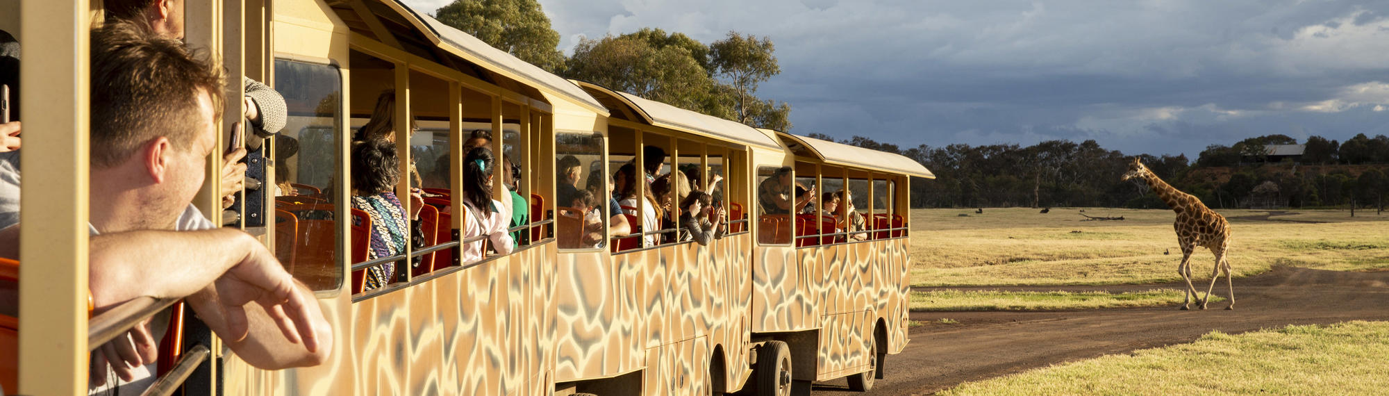 Visitors on a Safari bus looking at a Giraffe on the Savannah at Werribee Open Range Zoo.