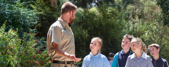 A Zoo staff member walks through the bush with his arm craned, on a sunny day with four young students who look up at him while listening.