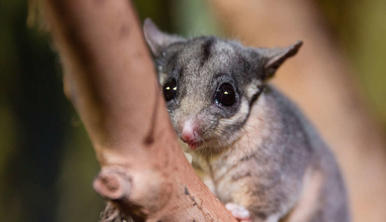 Leadebeater's Possum on branch in Nocturnal House