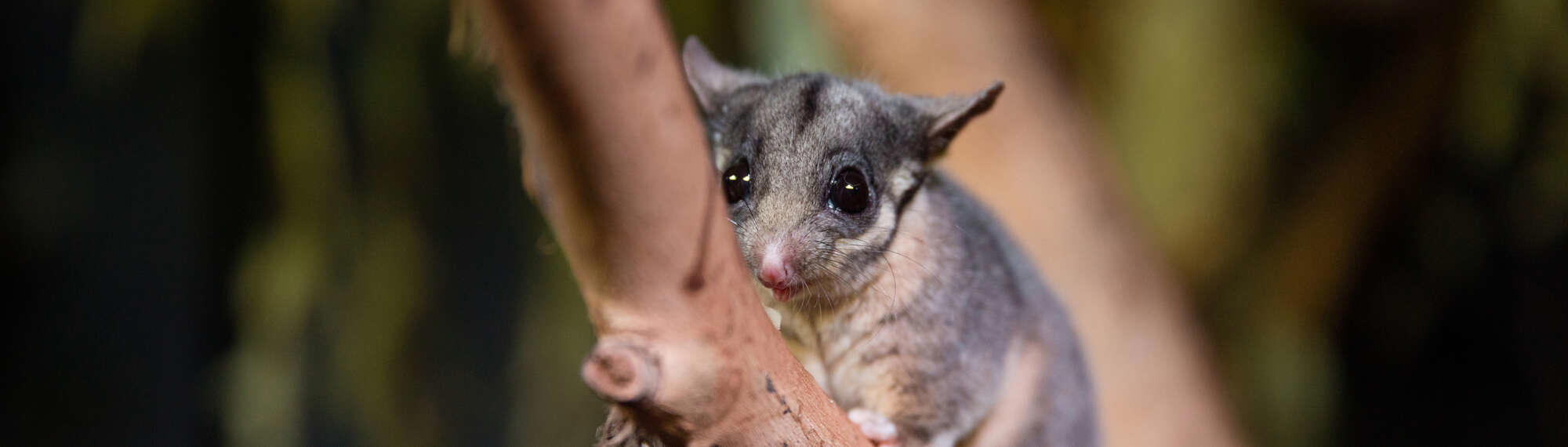 Leadebeater's Possum on branch in Nocturnal House